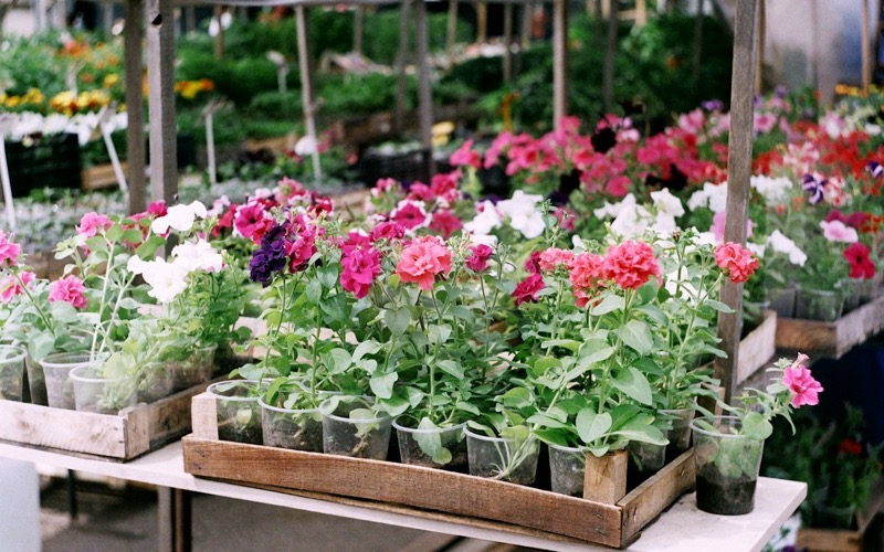 Sfeerbeeld (Unsplash): bloemen en planten op een markt